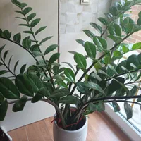 زاموفیلیا|گل و گیاه طبیعی|تبریز, |دیوار