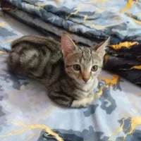 گربه دی اس اچ دوماهه نر