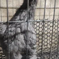 مرغ و خروس برهما بلک و بلو|حیوانات مزرعه|تهران, مینای جنوبی|دیوار