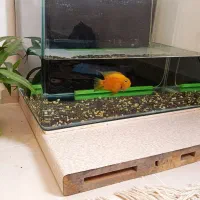 ماهی و آکواریوم و اکسیژن ساز