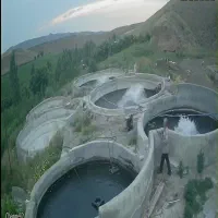 بچه ماهی قزل‌آلا