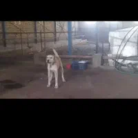 فروش سگ|سگ|گلبهار, شهر جدید گلبهار|دیوار