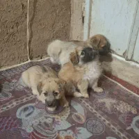 واگذاری چند عدد توله سگ پاکوتاه