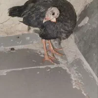 مرغ شاخدار