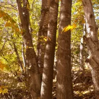 فروش چوب تبریزی|خدمات باغبانی و درختکاری|قزوین, |دیوار