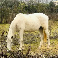 مادیان ترکمن