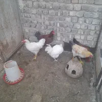 خروس|حیوانات مزرعه|قنوات, |دیوار