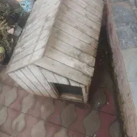 لانه سگ