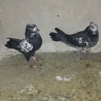 جفت شغالی و تیدی