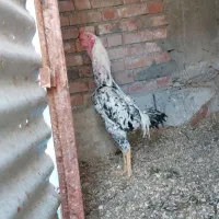 مرغ خروس لاری