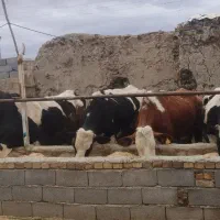 گاوهای شیری،درجه یک