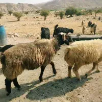 قوچ|حیوانات مزرعه|دهدشت, |دیوار