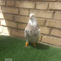 طوق هفرنگ|پرنده|اهواز, چهارصد دستگاه|دیوار