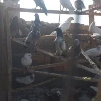 کفتر کبوتر تهرانی