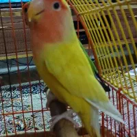 دو عدد طوطی برزیلی صورت هلویی تخم گذار|پرنده|تهران, امام زاده عبدالله|دیوار