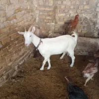 سلام خدمت دوستان ۱۵راس بره نرچاق کشتاری فروشی