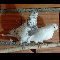 ۱۰ عدد کبوتر یجایی