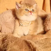 بچه گربه های کیوت میوت شیراز|گربه|شیراز, طلاب|دیوار