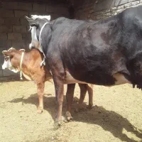 گاو  گوساله ماده