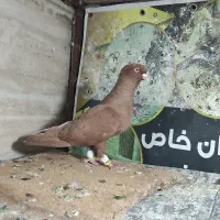 دم سفیدای درجه یک.سار.چپ لیمویی ماده|پرنده|مشهد, خرمشهر|دیوار