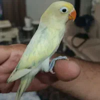 یک جفت طوطی برزیلی