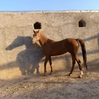 اسب مادیان ۵ ساله|اسب و تجهیزات اسب‌سواری|بزینه رود, |دیوار