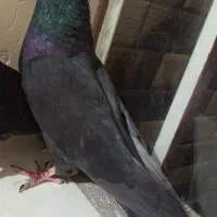 کفتر دوعدد نر سوراخ