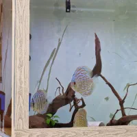 اکواریوم فقط ۳۳۰۰