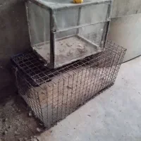 قفس