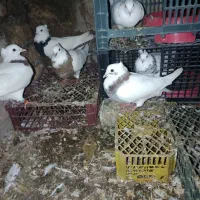 کبوتر|پرنده|مینودشت, |دیوار