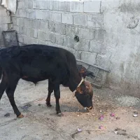 گوساله نرفروشی