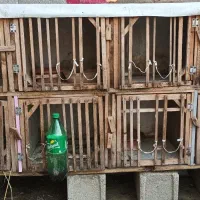 جفتگاه کبوترومرغ لاری