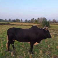 واگذاری ورزا چالوسی|حیوانات مزرعه|سنگر, |دیوار