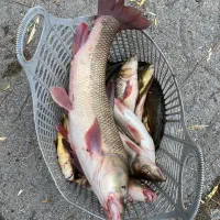 ماهی درجه یک تازه بدون شکم ارسال رایگان