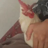 جوجه رنگی ها و محلی ها و اردک ها اگه کسی میخام