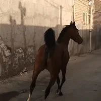 مادیان سه ساله  درجه یک جنس کرد