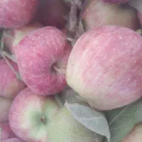 سیب شیشه ای