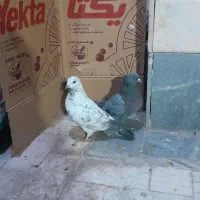 کفتر یاکبوتر|پرنده|قم, ولیعصر|دیوار