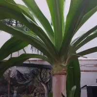 گل ذرتی|گل و گیاه طبیعی|جهرم, |دیوار