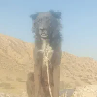 سگ نروماده قدریجان|سگ|کازرون, |دیوار