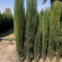 سروناز شیراز|خدمات باغبانی و درختکاری|کرج, احدآباد|دیوار