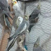 عروس هلندی سخنگو|پرنده|فاضل آباد, |دیوار