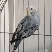 فروش تعدادی فنچ و مرغ عشق