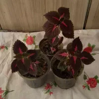 گلهای طبیعی