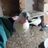 کفتر پرشی|پرنده|قیدار, |دیوار