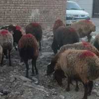 گوسفند جوان افشاری آبستن|حیوانات مزرعه|ری, فیروزآباد|دیوار