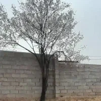 خط ۹۱۲ پیش شماره ۲۵۳ رند