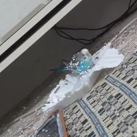 گمشده...این مرغ عشق گمشده درسی متری کیوانفر