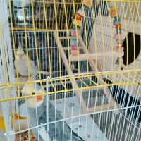 پرنده|پرنده|کرمانشاه, |دیوار