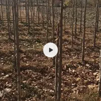 درخت چنار ریشه ای